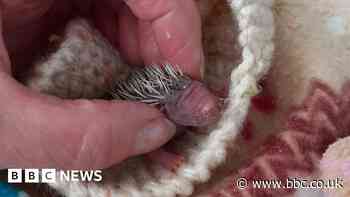 Dorset: Prickly Prickles to release Pea the hedgehog