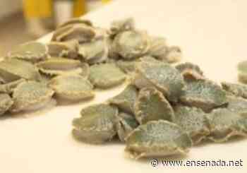 Inició temporada de veda de abulón - Ensenada.net