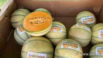 Wassermelonen wachsen in Langenau und Neu-Ulm - SWR Aktuell