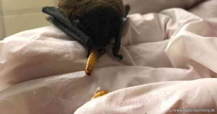 Obacht: Fledermaus im Wohnzimmer!