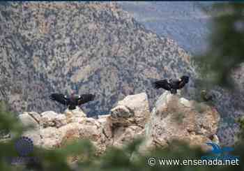 Cóndores, sin riesgo al alimentarse en el Golfo de California - Ensenada.net