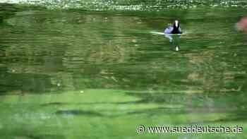 Blaualgen breiten sich erneut in der Mosel sichtbar aus - Süddeutsche Zeitung - SZ.de