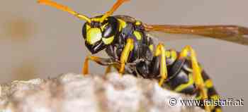 Das hilft wirklich: Fünf Tricks gegen Wespen