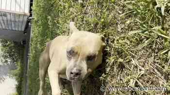 Owner of Lauderhill Dog Shot to Death by Neighbor After Attack Wants Investigation