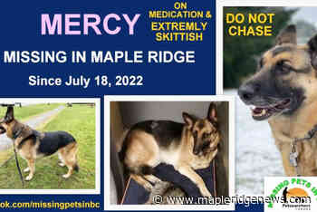 Missing dog swims across Fraser River from Maple Ridge to Barnston Island - Maple Ridge News