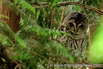 LETTER: Still upset by Yennadon decision - Maple Ridge News