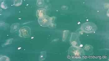 Tiere - Hitzewelle hat keinen Einfluss auf aktuelle Quallenmenge - Neue Presse Coburg