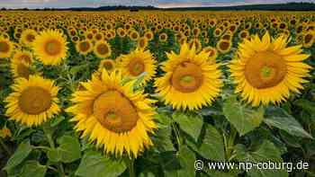 Agrarwirtschaft - Anbau von Sonnenblumen mehr als verdoppelt - Neue Presse Coburg