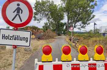 Baumfällung in Rödental - Die Sorgen-Allee - Neue Presse Coburg