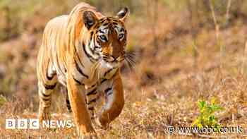 How rangers are using AI to help protect India's tigers