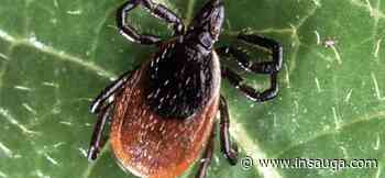 Milton and Halton Region considered low-risk area for Lyme Disease | inHalton - insauga.com