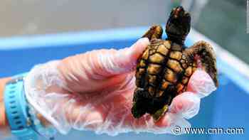 Summers are getting so hot in Florida that turtles there are mostly born female