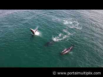 O espetáculo das baleias Jubarte em Arraial do Cabo: temporada de avistamento vai de junho a agosto - Portal Multiplix