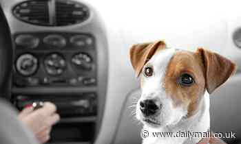 Playlist featuring Bob Marley and Pink Floyd promises to relieve stress in pets during car journeys
