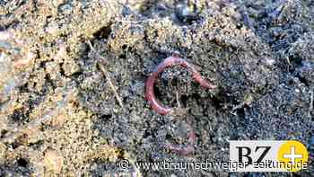 Steckt die Waffe gegen resistente Keime im heimischen Kompost?