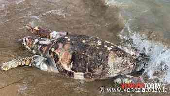 Recuperata in spiaggia a Jesolo una carcassa di tartaruga di circa un quintale - VeneziaToday