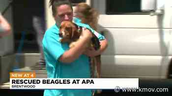 Beagles rescued from medical facility arrive in St. Louis - KMOV4
