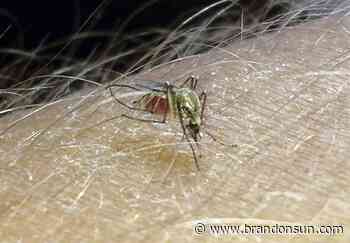 Local case of West Nile virus poses low threat, officials say - The Brandon Sun