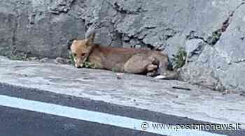 Positano: volpe investita in zona Laurito, recuperata dai volontari - Positanonews - Positanonews