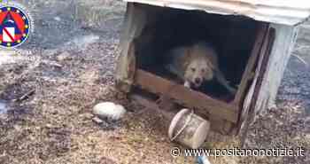 Incendio a Battipaglia, a pochi passi dalle fiamme un cane legato ad un albero: salvato - Positano Notizie