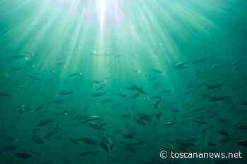 PISA - Rispetto dell'ambiente: intensificati i controlli sulle spiagge del Parco - Toscana News - Toscana News