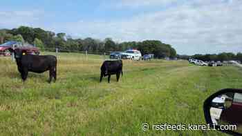 Motorists forced to moo-ve over after cows escape, wander onto freeway
