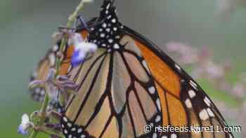 'Community scientists' invited to monitor monarchs in 10-day blitz