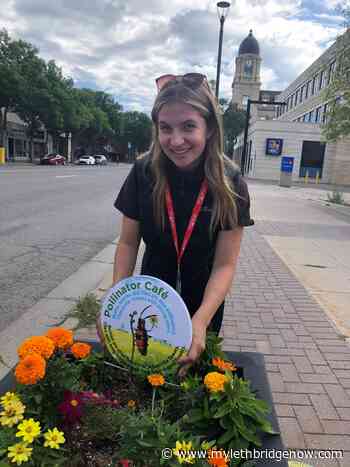 'Pollinator cafes' brighten downtown and help urban ecosystem - My Lethbridge Now