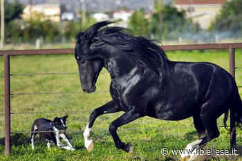 Mottalciata, cane scappa e abbaia contro un cavallo: scoppia una accesa lite tra i proprietari - ilbiellese.it