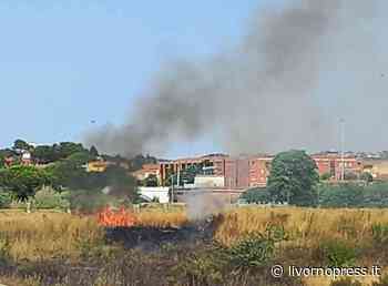 Cecina, domato l'incendio di sterpaglie vicino alle case (Foto e Video) - Livornopress - notizie livorno - Livorno Press