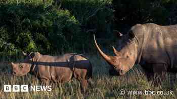 Kenya: Wildlife trafficking suspect seized after $1m reward