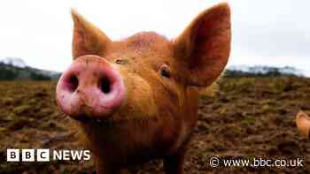 Pig organs partially revived hour after death