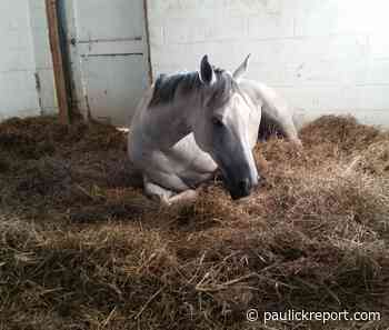 Equine Coronavirus Implicated In Death Of Swiss Horses - Horse Racing News - Paulick Report