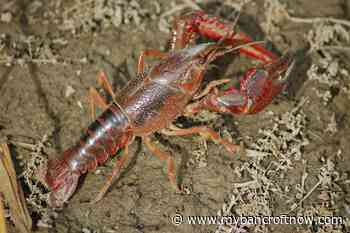 Ontario now considers Red Swamp Crayfish as invasive - mybancroftnow.com