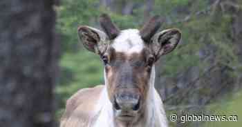 Caribou chase posted to social media distresses conservation groups
