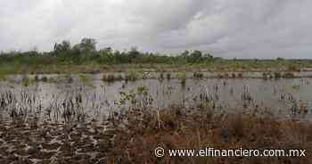 Desaparece el color turquesa de la Laguna de Bacalar: ¿por qué se pintó de café el agua? - El Financiero