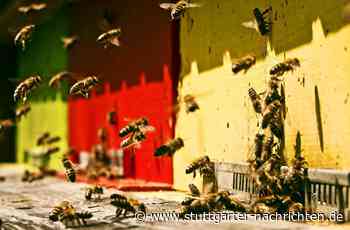 Ukraineflüchtling in Bietigheim-Bissingen: Herr Chekmez und die Suche nach Bienen - Stuttgarter Nachrichten