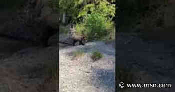 Close Encounter with Grizzly Bears in Kitimat - msnNOW