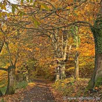 Königswinter: Baustopp am Burghof - Radio Bonn / Rhein-Sieg - radiobonn.de