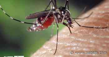 “La situazione zanzare è insostenibile, perché non sono state fatte disinfestazioni?” - Rieti Life