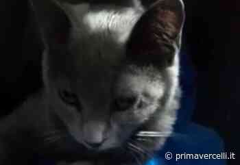 Fermiamo il killer dei gatti ai Cappuccini - Prima Vercelli