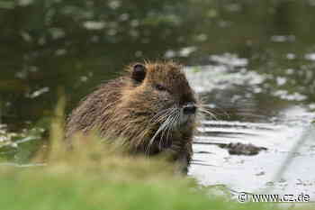 Kreis Celle unterstützt Jäger: Mit Lebendfallen Nutria und Co. bekämpfen - Cellesche Zeitung