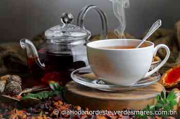 Chá de canela-de-velho: o que é, para que serve e como fazer - Diário do Nordeste