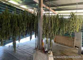 Scoperte dai carabinieri cinque piantagioni di marijuana - Soverato Web