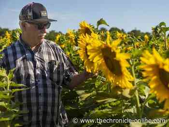 Elgin sunflower field brightens outlook for cancer cause – and photographers - West Lorne Chronicle