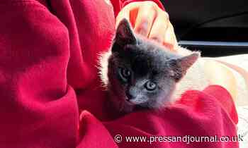 Tiny kitten recovering after being rescued from drain at Elgin school - The Press & Journal