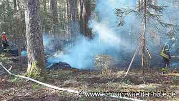 Feuer im Wald bei Aichhalden - Starker Wind facht Schwelbrand an - Schwarzwälder Bote