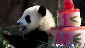 At Beauval Zoo, Panda Twins Huanlili and Yuandudu Celebrate One Year - News84Media - News84Media.com