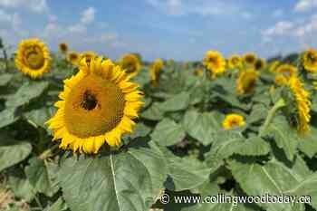 Check out these sunflower trails in Innisfil - CollingwoodToday.ca