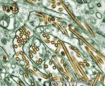 Highly pathogenic avian influenza believed to be killing seals in Quebec - Comox Valley Record